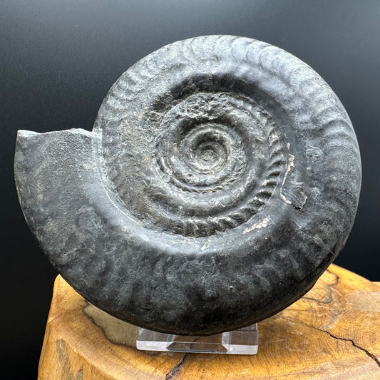 Hildoceras Bifrons Ammonite fossil with stand - Whitby, North Yorkshire Jurassic Coast, Yorkshire Fossils from the Jurassic Coast