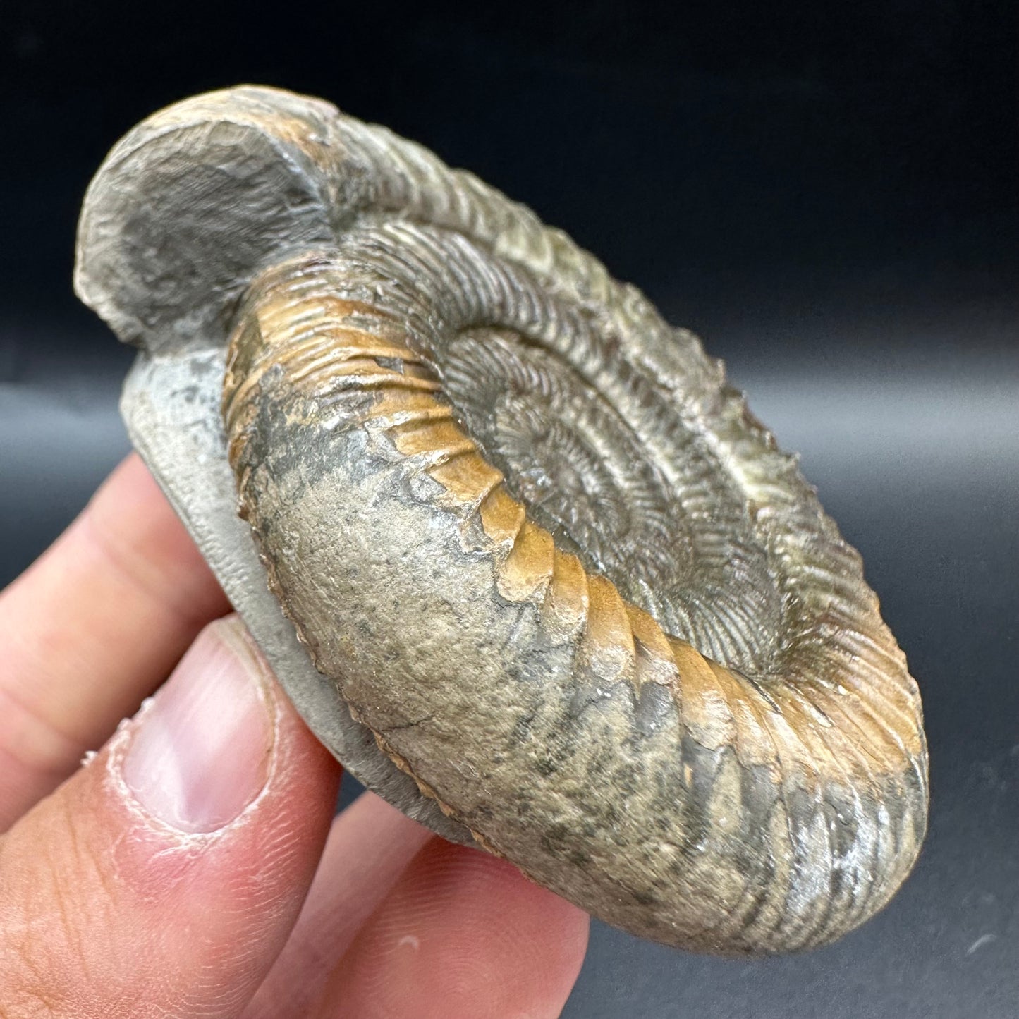 Dactylioceras Ammonite Fossil With Box And Stand - Whitby, North Yorkshire Jurassic Coast Yorkshire Fossils
