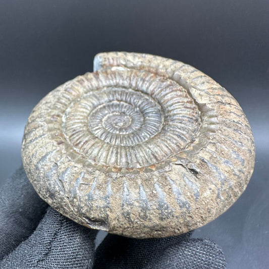 Dactylioceras Ammonite Fossil With Box And Stand - Whitby, North Yorkshire Jurassic Coast Yorkshire Fossils