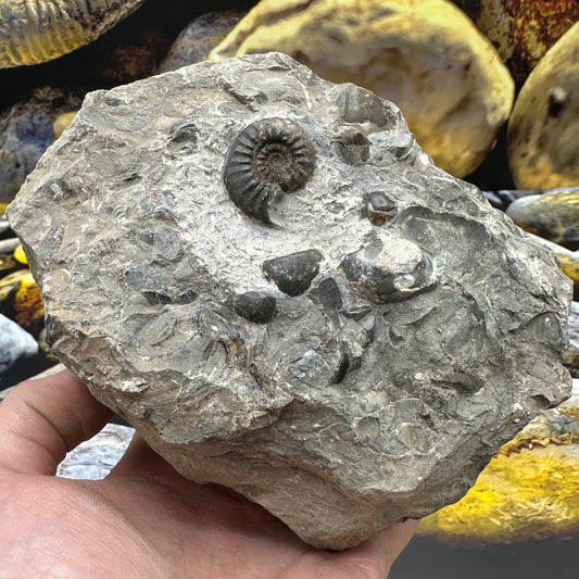 Amaltheus subnodosus ammonite fossil - Whitby, North Yorkshire Jurassic Coast, Yorkshire Fossils