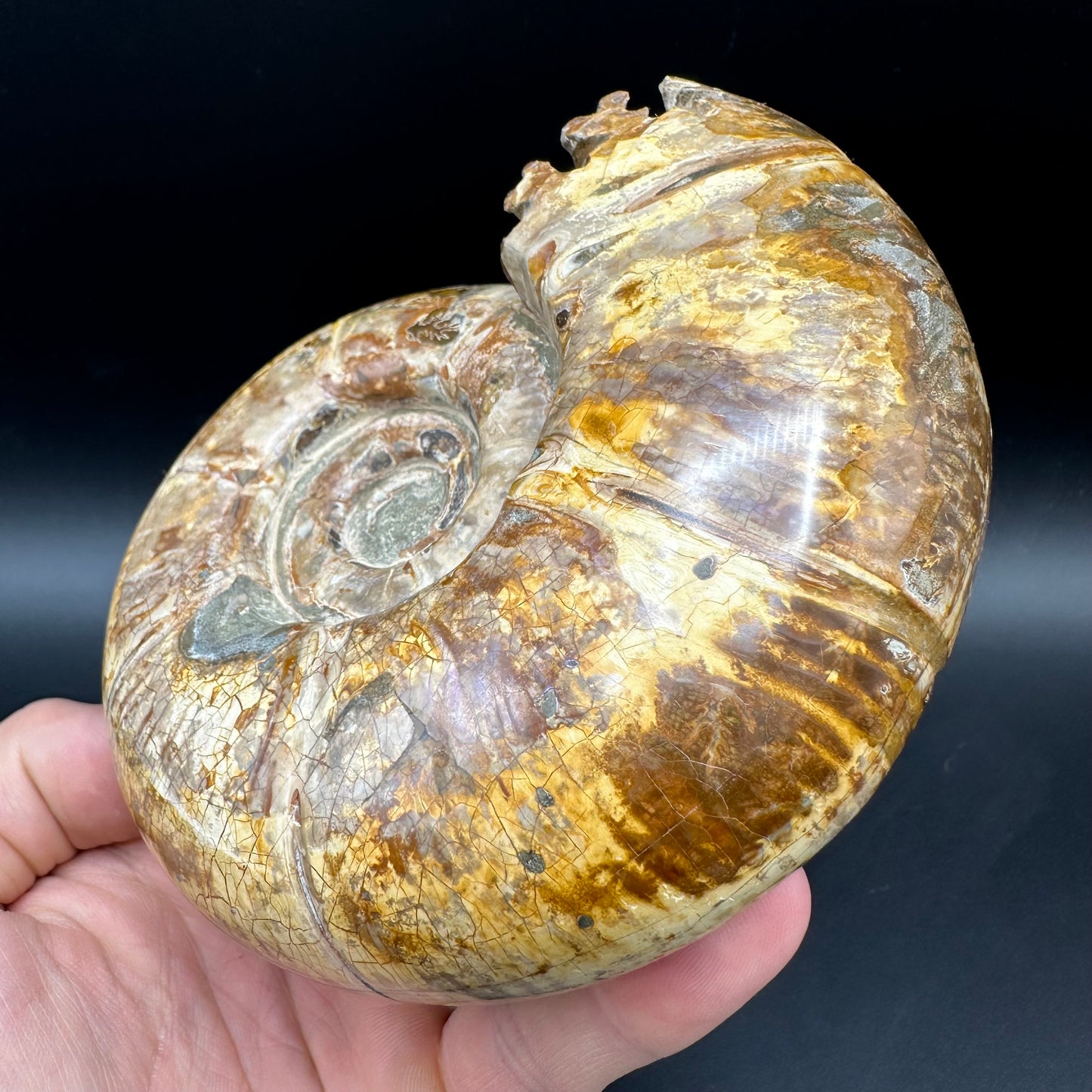 Puzosia Ammonite Fossil With Stand - Cretaceous Ammonite Madagascar