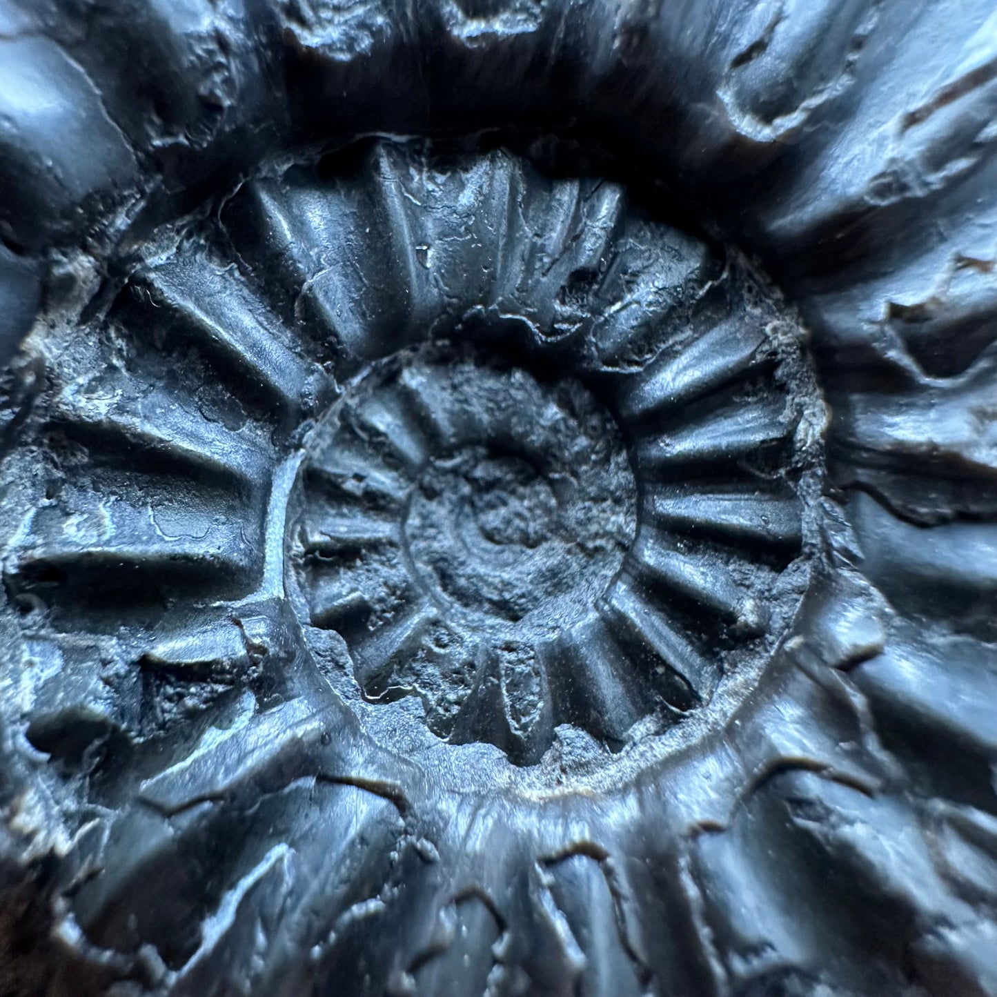 Asteroceras Ammonite fossil with box and stand - Whitby, North Yorkshire Jurassic Coast Yorkshire Fossils