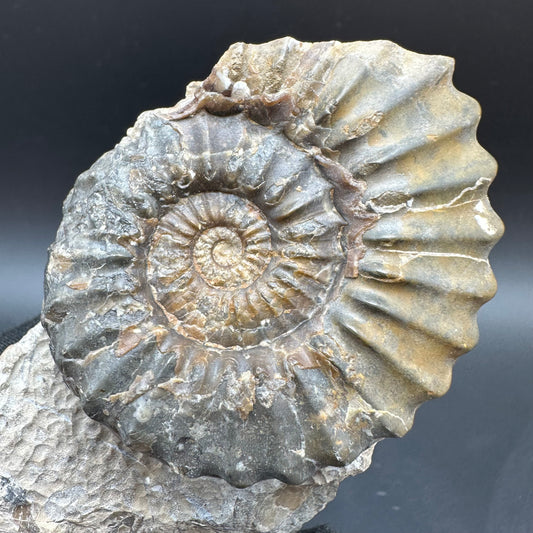 Pleuroceras paucicostatum ammonite fossil with box and stand - Whitby, North Yorkshire Jurassic Coast Yorkshire Fossils