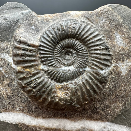 Dactylioceras Ammonite Fossil With box and Stand - Whitby, North Yorkshire Jurassic Coast Yorkshire Fossils