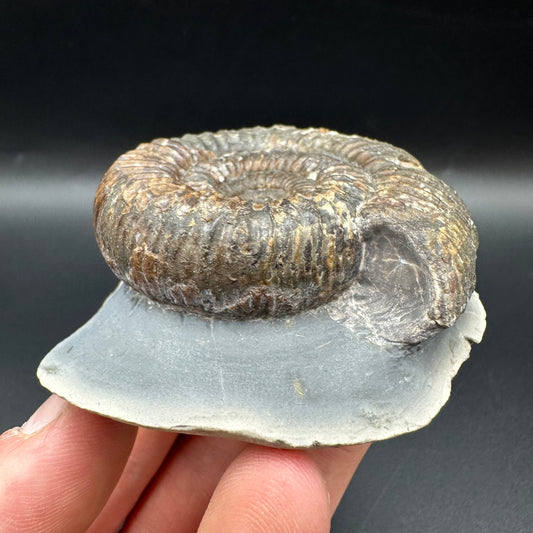 Catacoeloceras Sp. ammonite fossil with box and stand- Whitby, North Yorkshire Jurassic Coast Yorkshire Fossils