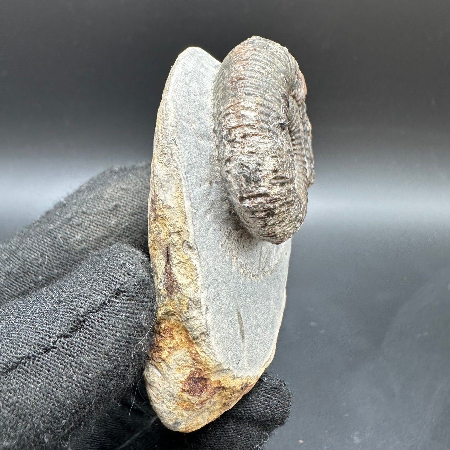 Dactylioceras Ammonite Fossil With Box And Stand - Whitby, North Yorkshire Jurassic Coast Yorkshire Fossils