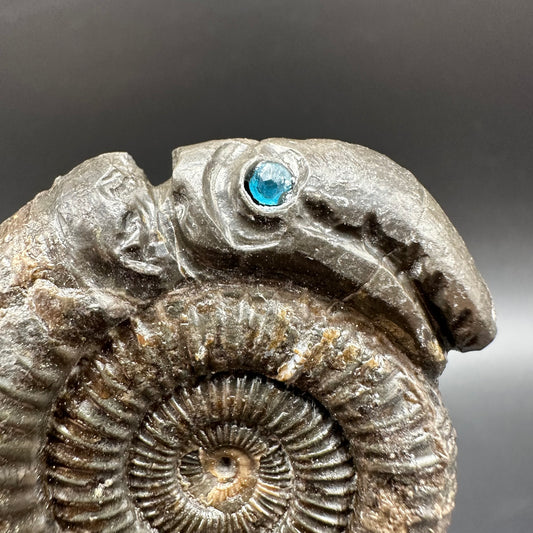 Snakestone Ammonite Fossil With Bag/Box And Stand - Whitby, North Yorkshire Jurassic Coast Yorkshire Fossils