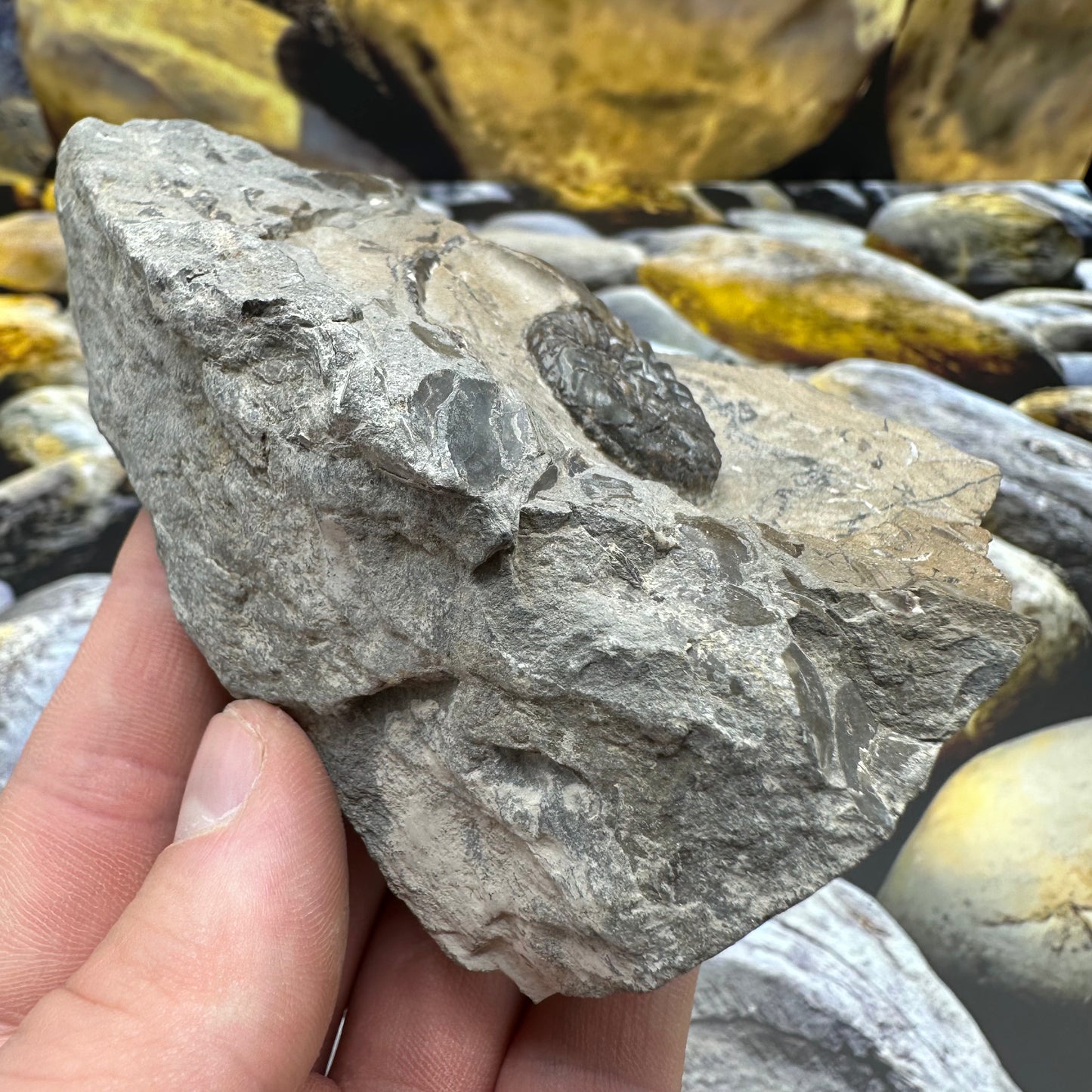 Amaltheus subnodosus ammonite fossil - Whitby, North Yorkshire Jurassic Coast Yorkshire Fossils