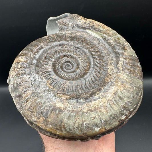 Hildoceras lusitanicum Ammonite fossil - Whitby, North Yorkshire, Jurassic Coast, Yorkshire Fossils from the Jurassic Coast