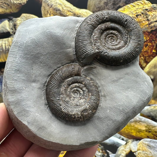 Dactylioceras tenuicostatum double ammonite fossil - Whitby, North Yorkshire Jurassic Coast