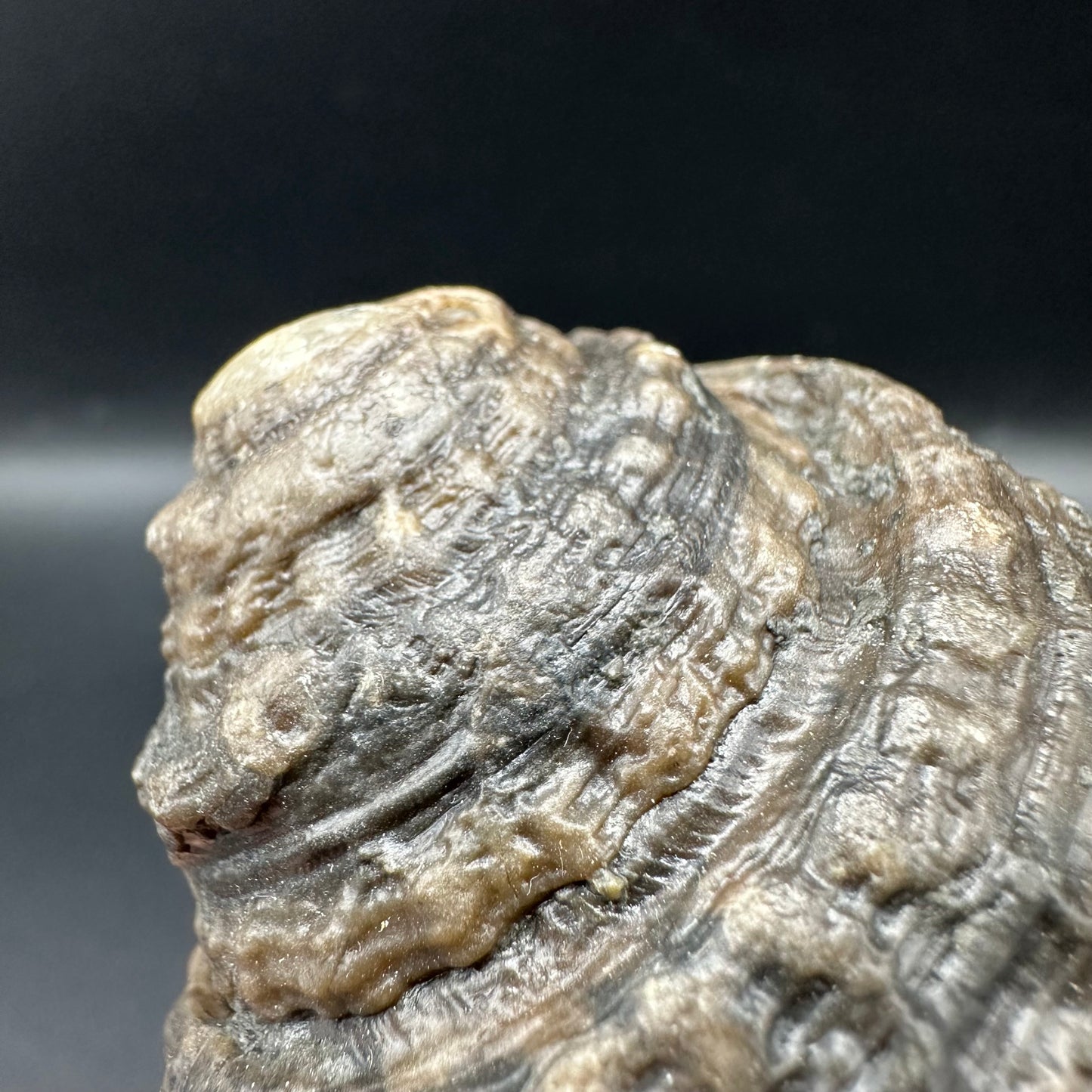 Gastropod Shell Fossil With Box And Stand - Whitby, North Yorkshire, Jurassic Coast, Yorkshire Fossils