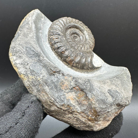 Hildoceras lusitanicum Ammonite fossil with box and stand - Whitby, North Yorkshire, Jurassic Coast, Yorkshire Fossils from the Jurassic Coast