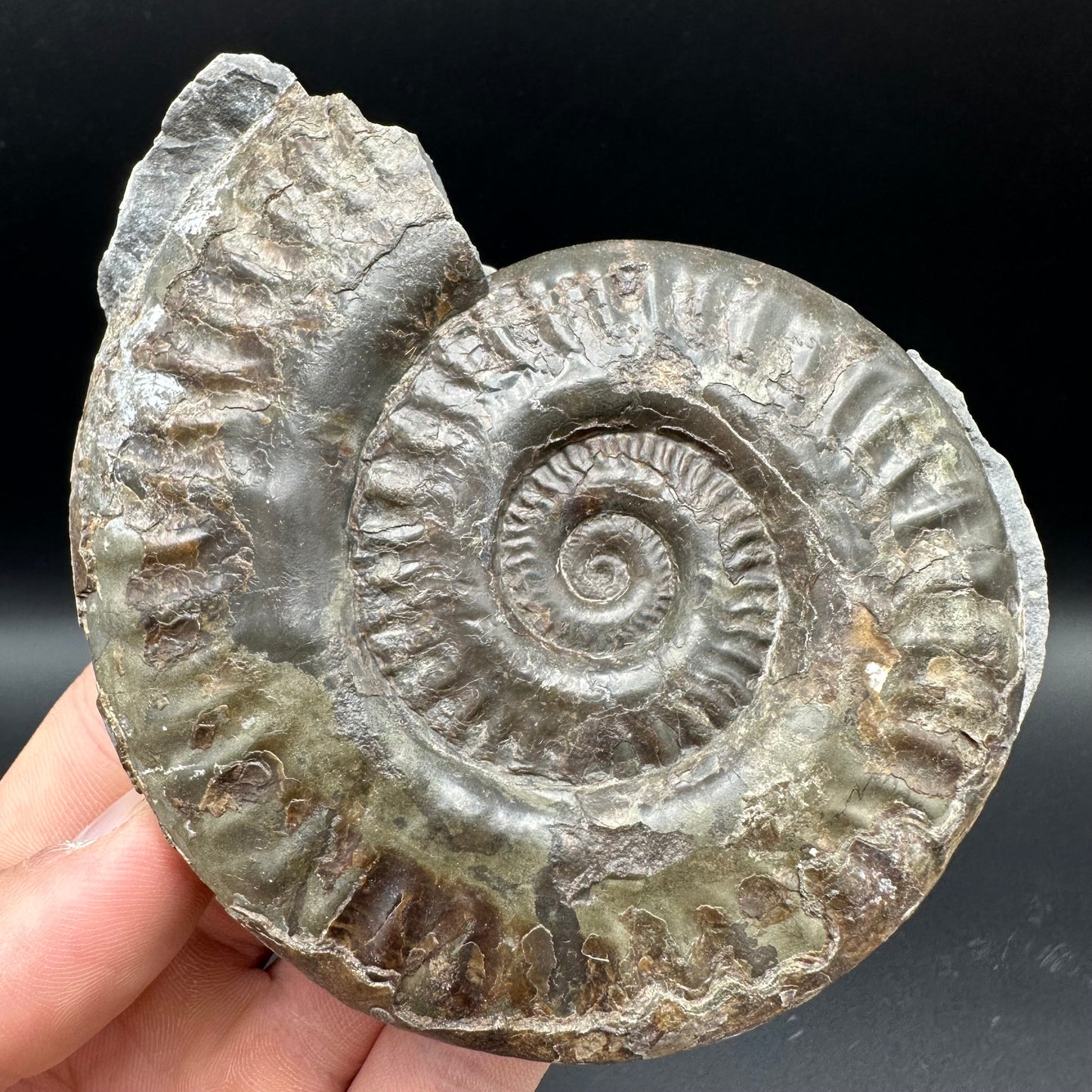Hildoceras lusitanicum Ammonite Nodule (split pair) Fossil With Box And Stand - Whitby, North Yorkshire Jurassic Coast Yorkshire Fossils