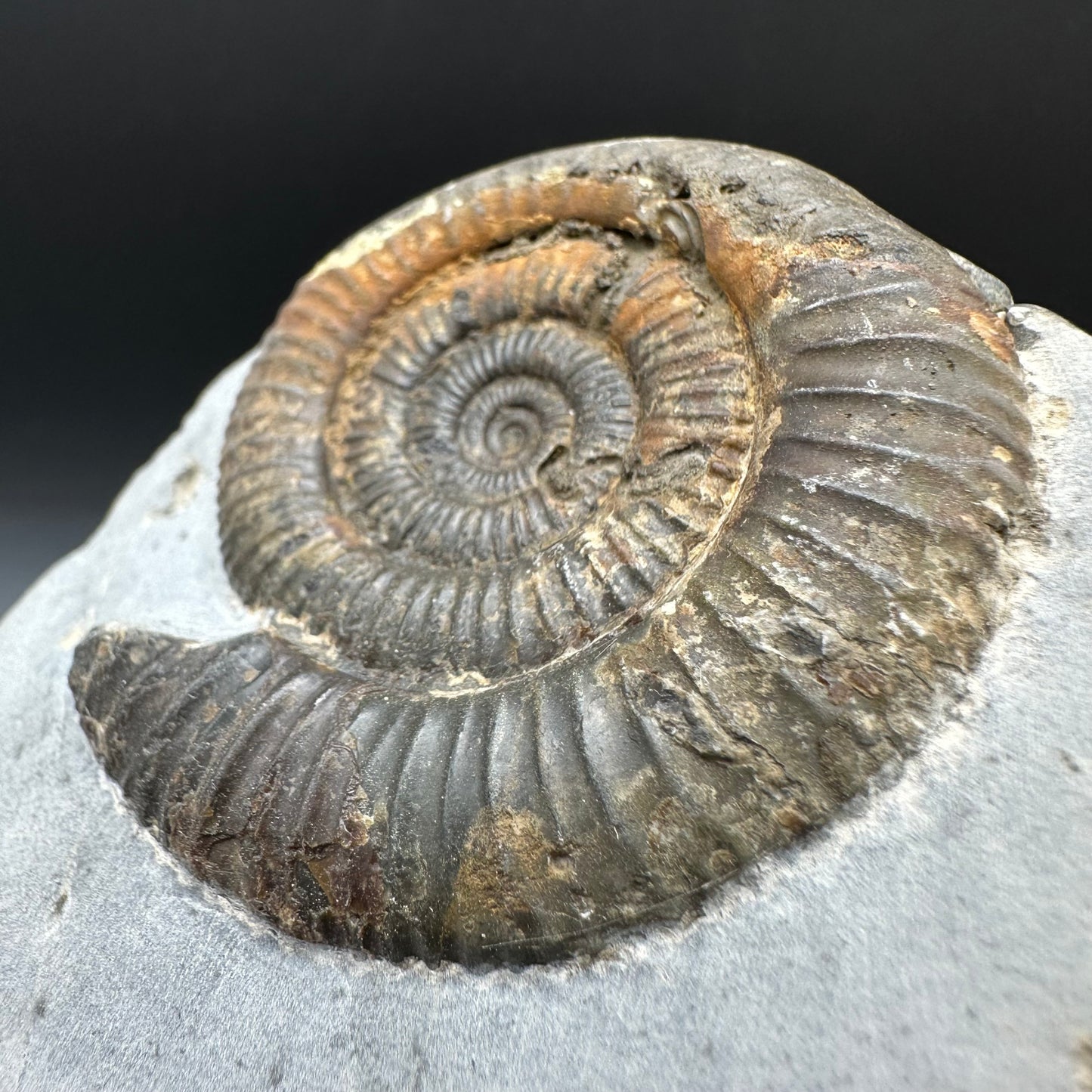 Dactylioceras Ammonite Fossil With Box And Stand - Whitby, North Yorkshire Jurassic Coast Yorkshire Fossils