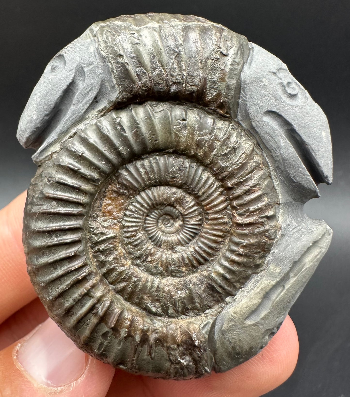 Hydra Snakestone Ammonite Fossil With Bag/Box And Stand - Whitby, North Yorkshire Jurassic Coast Yorkshire Fossils
