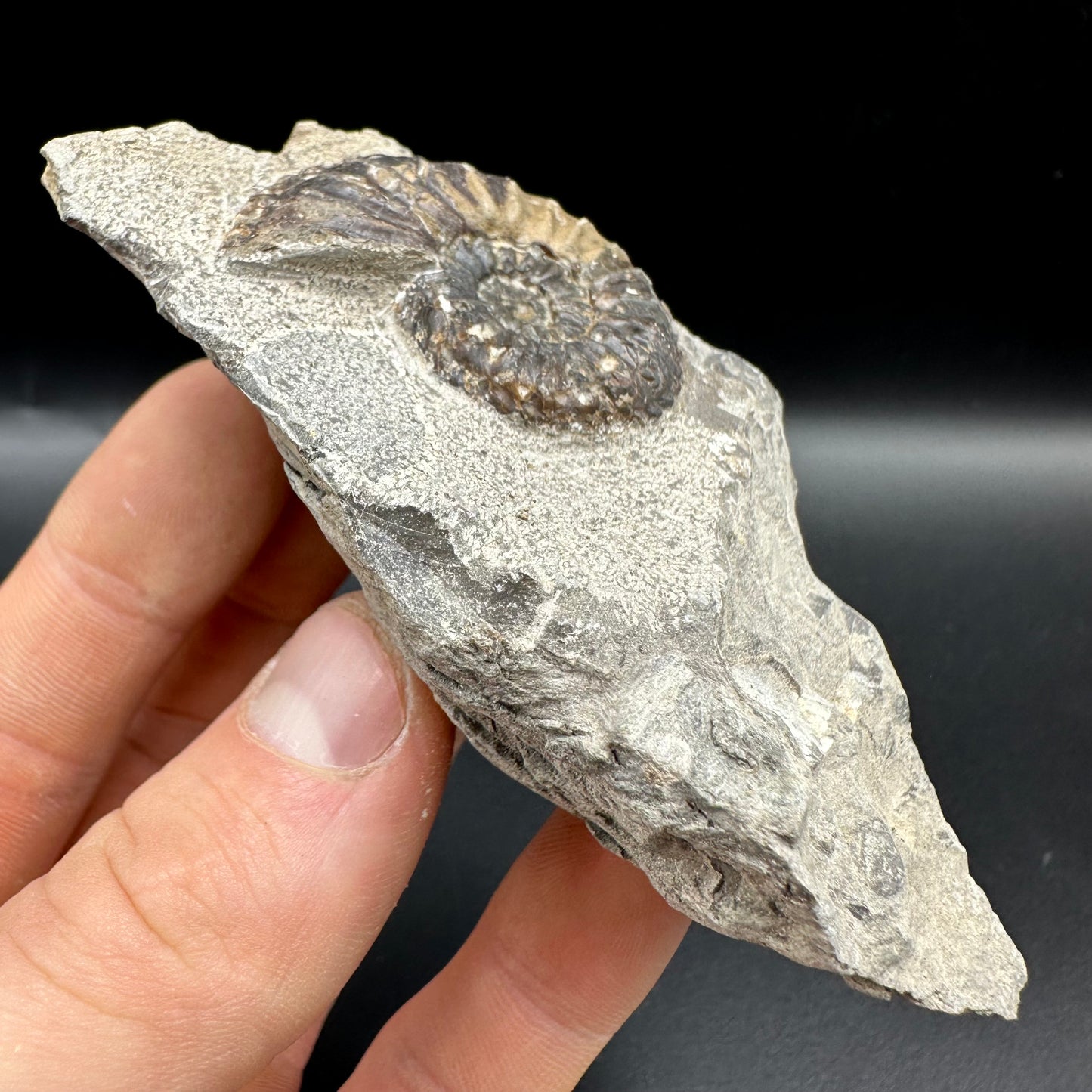 Amaltheus subnodosus Ammonite fossil with box and stand - Whitby, North Yorkshire Jurassic Coast Yorkshire Fossils