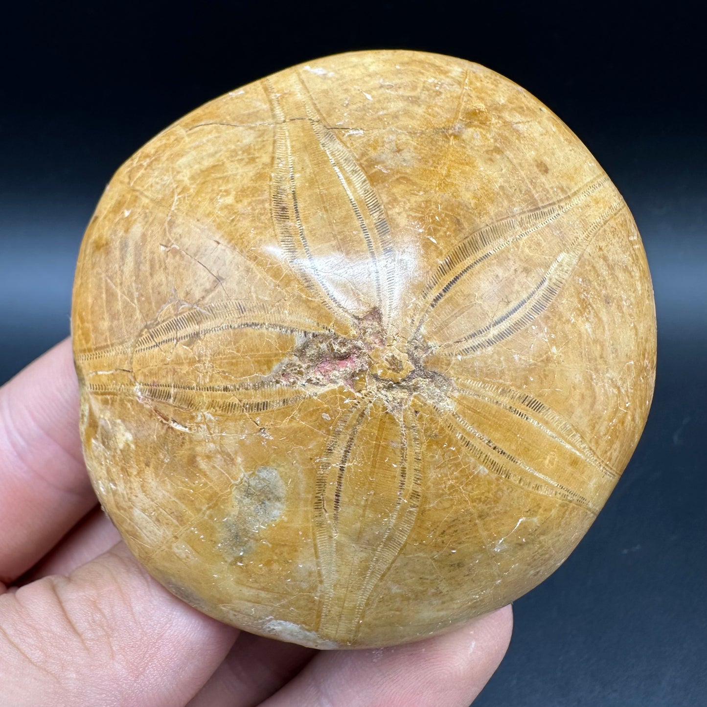 Holectypus Sea Urchin Fossil With Box And Stand - Middle Jurassic Madagascar