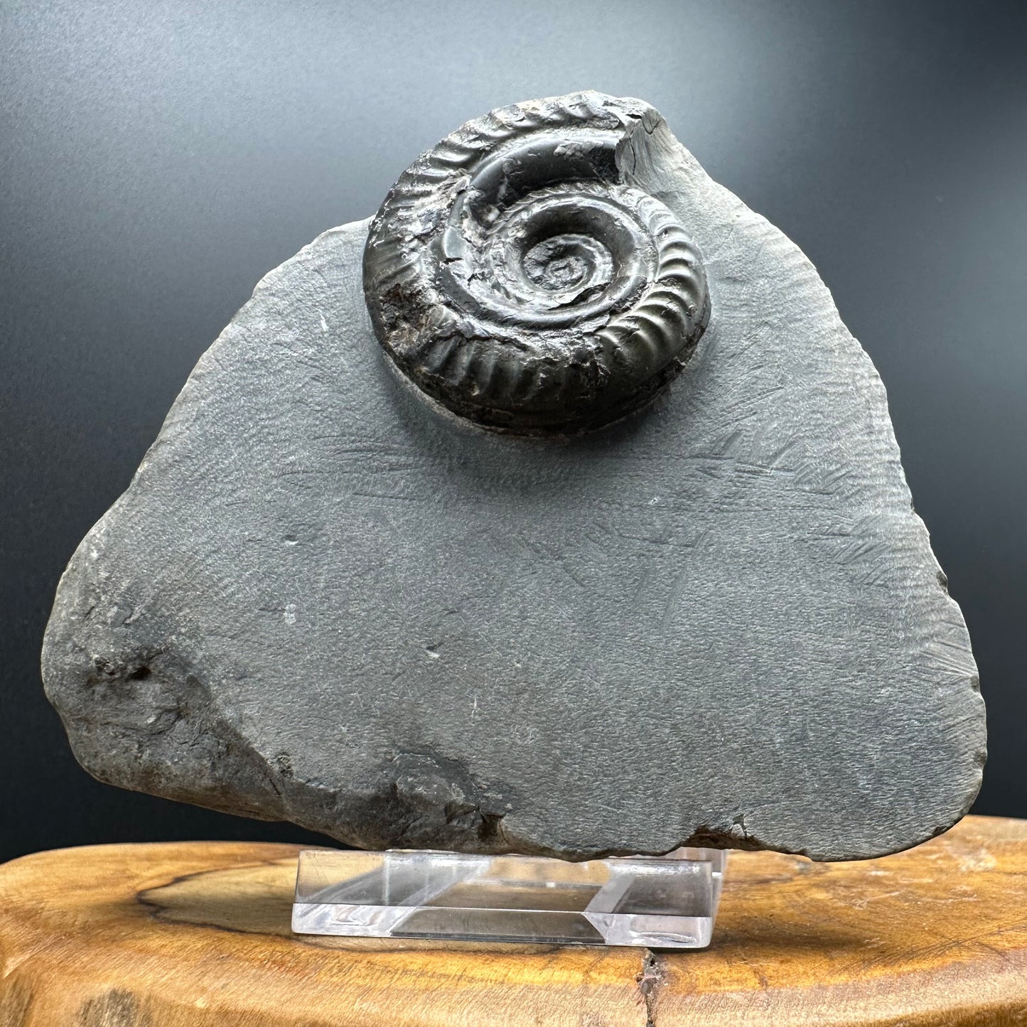 Hildoceras Bifrons Ammonite fossil with box and stand - Whitby, North Yorkshire Jurassic Coast, Yorkshire Fossils from the Jurassic Coast