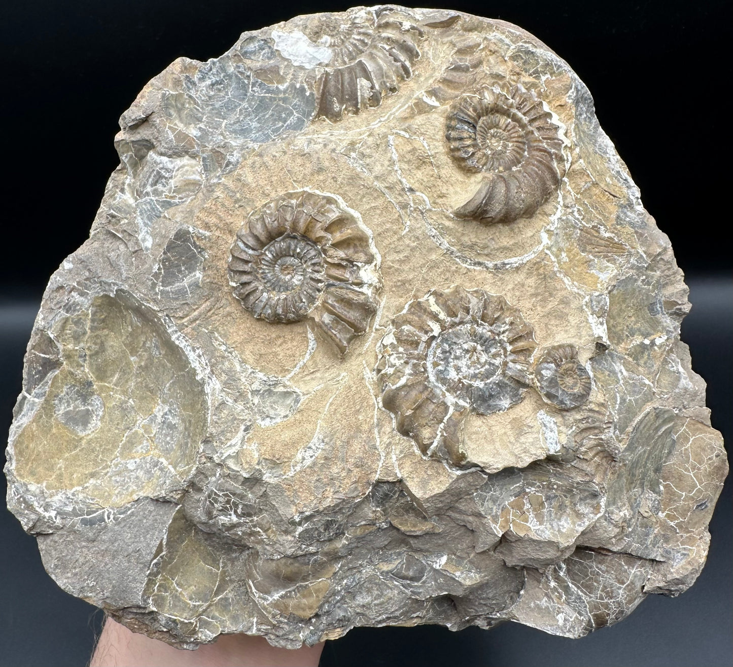 Androgynoceras capricornus Ammonite fossil - Whitby, North Yorkshire Jurassic Coast Yorkshire Fossils