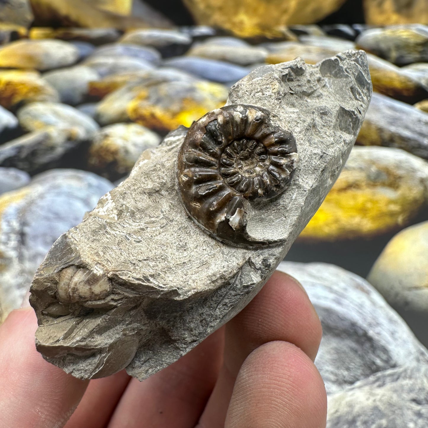 Amaltheus subnodosus ammonite fossil - Whitby, North Yorkshire Jurassic Coast, Yorkshire Fossils