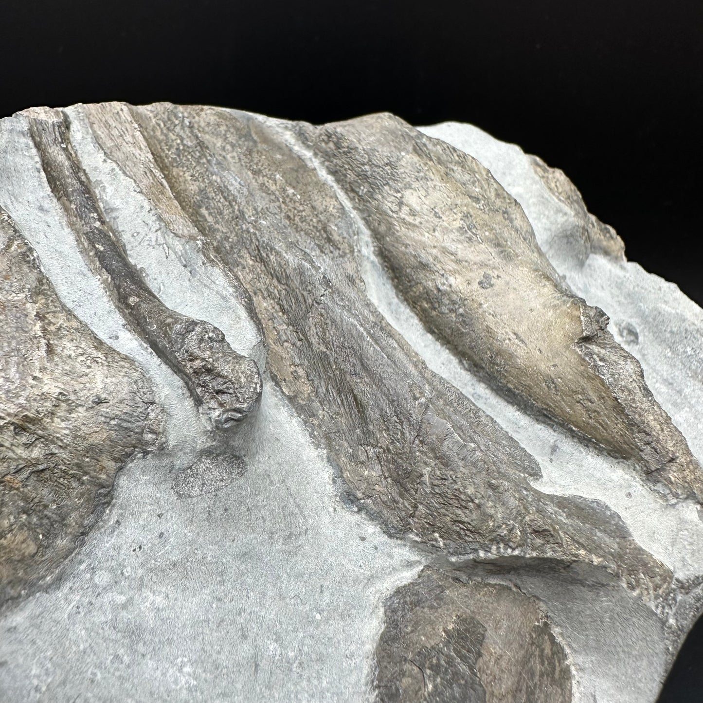 Gyrosteus Fish Bone fossil - Whitby, North Yorkshire, Jurassic Coast, Yorkshire Fossils