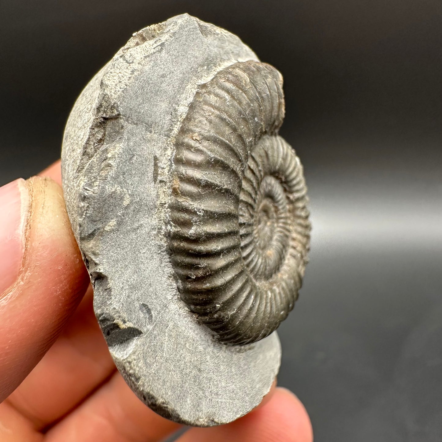 Dactylioceras Ammonite Fossil With Box And Stand - Whitby, North Yorkshire Jurassic Coast Yorkshire Fossils