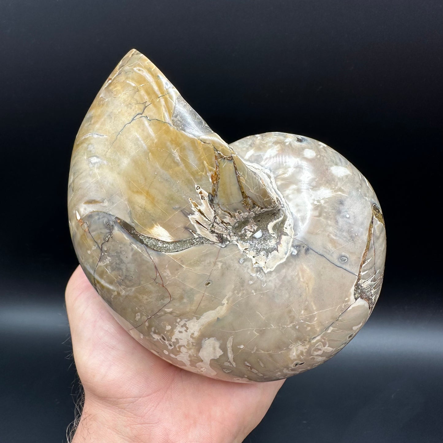 Cenoceras Nautilus Fossil With Stand - Middle Cretaceous Madagascar