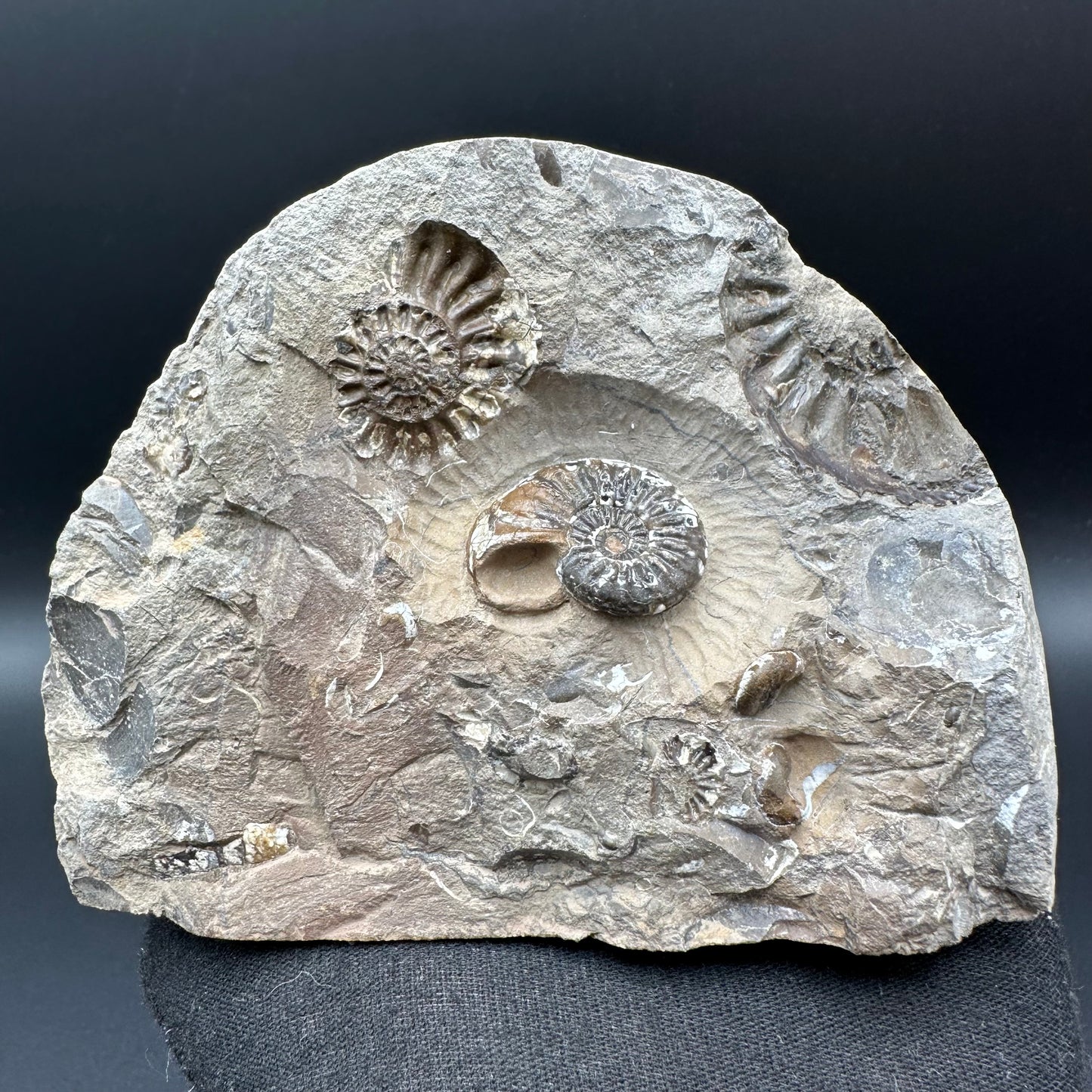 Amaltheus subnodosus Ammonite fossil with box and stand - Whitby, North Yorkshire Jurassic Coast Yorkshire Fossils
