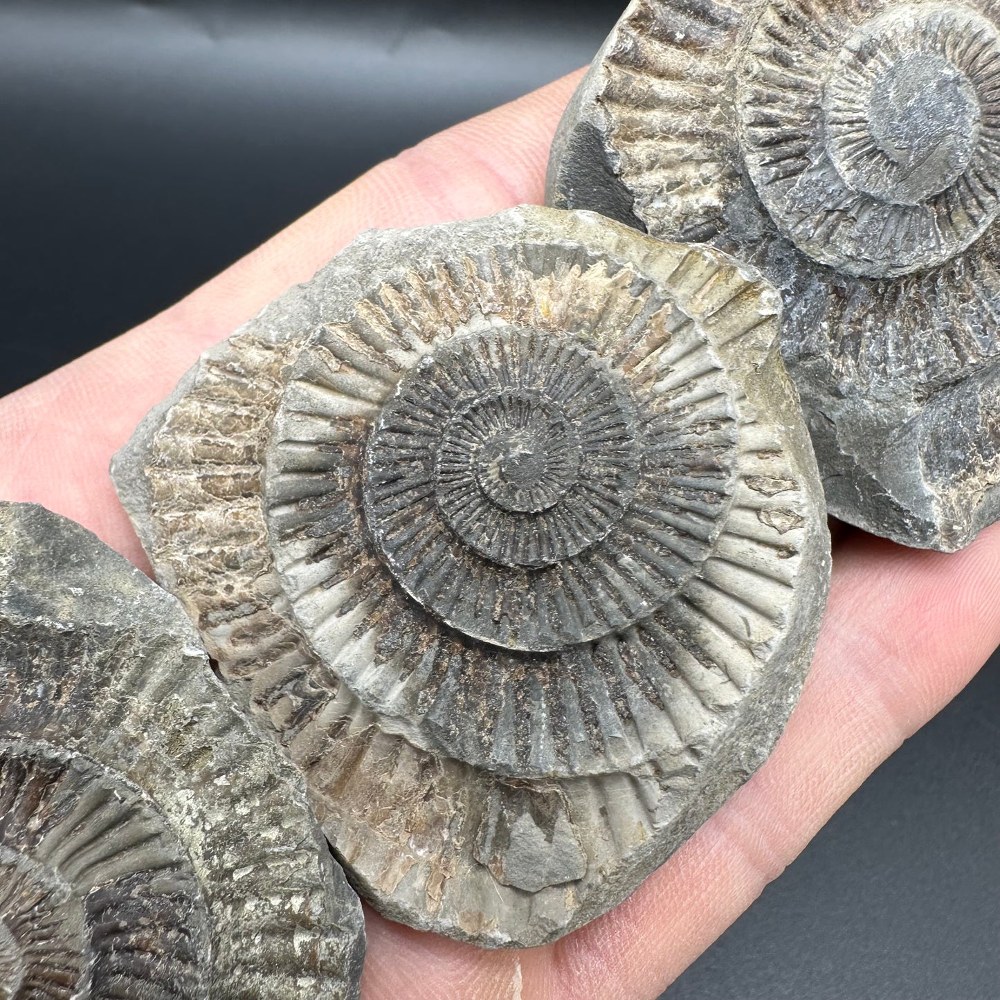 Dactylioceras imprint (negative) bundle ammonite shell fossil with box - Whitby, North Yorkshire, Yorkshire Fossils