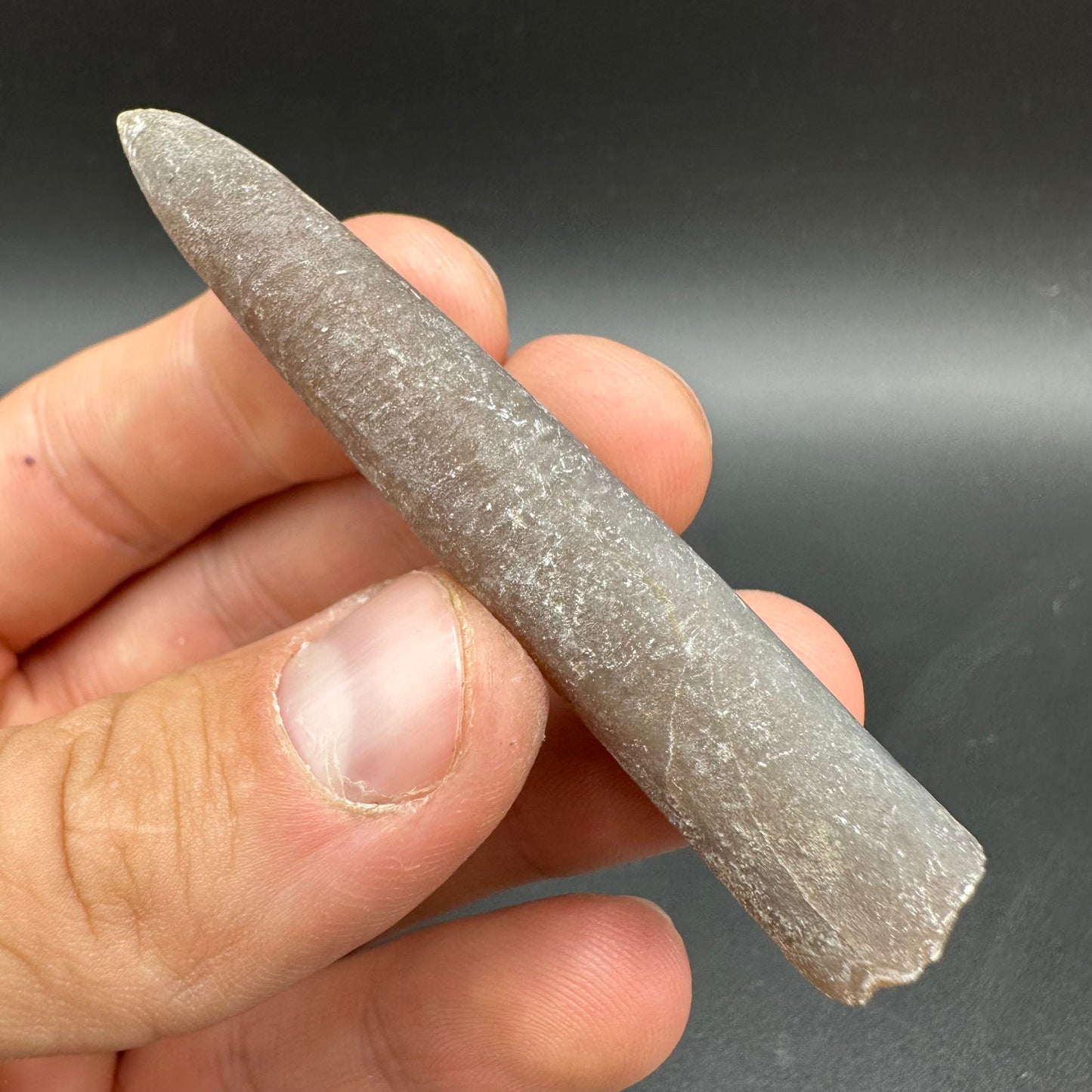 Belemnite (Fossil Squid) shell fossil with box and stand - Whitby, North Yorkshire Jurassic Coast Yorkshire Fossils
