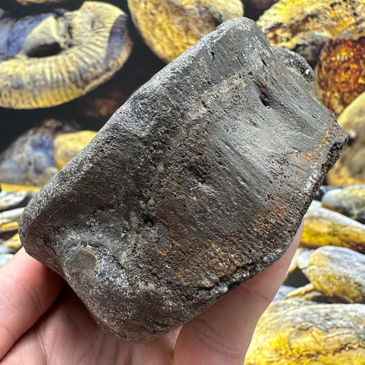 Ichthyosaur Vertebra fossil - Whitby, North Yorkshire Jurassic Coast, Yorkshire fossils