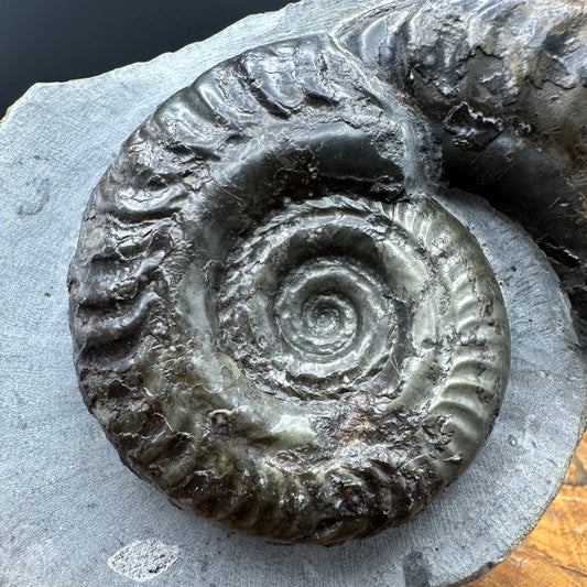 Hildoceras Bifrons Ammonite fossil with box and stand - Whitby, North Yorkshire Jurassic Coast, Yorkshire Fossils from the Jurassic Coast