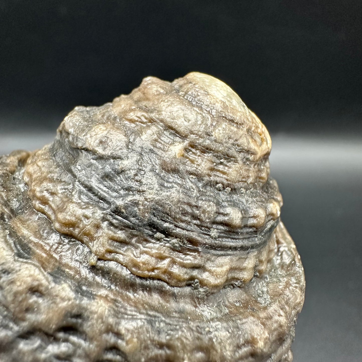 Gastropod Shell Fossil With Box And Stand - Whitby, North Yorkshire, Jurassic Coast, Yorkshire Fossils