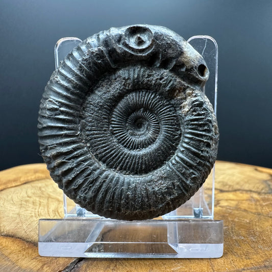 Snakestone Ammonite Fossil With Bag/Box And Stand - Whitby, North Yorkshire Jurassic Coast Yorkshire Fossils