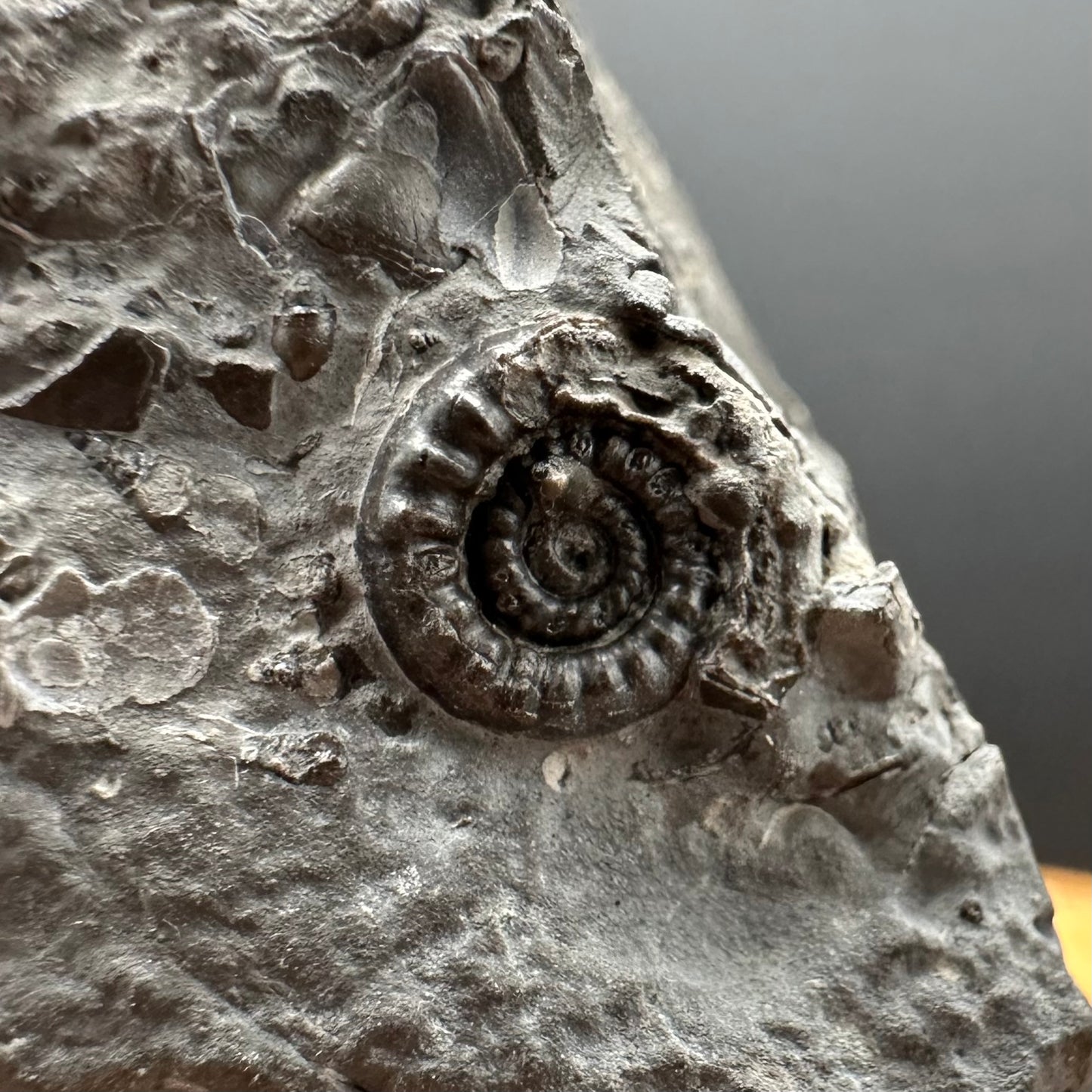 Gagaticeras Ammonite fossil with box and stand - Whitby, North Yorkshire Jurassic Coast Yorkshire Fossils