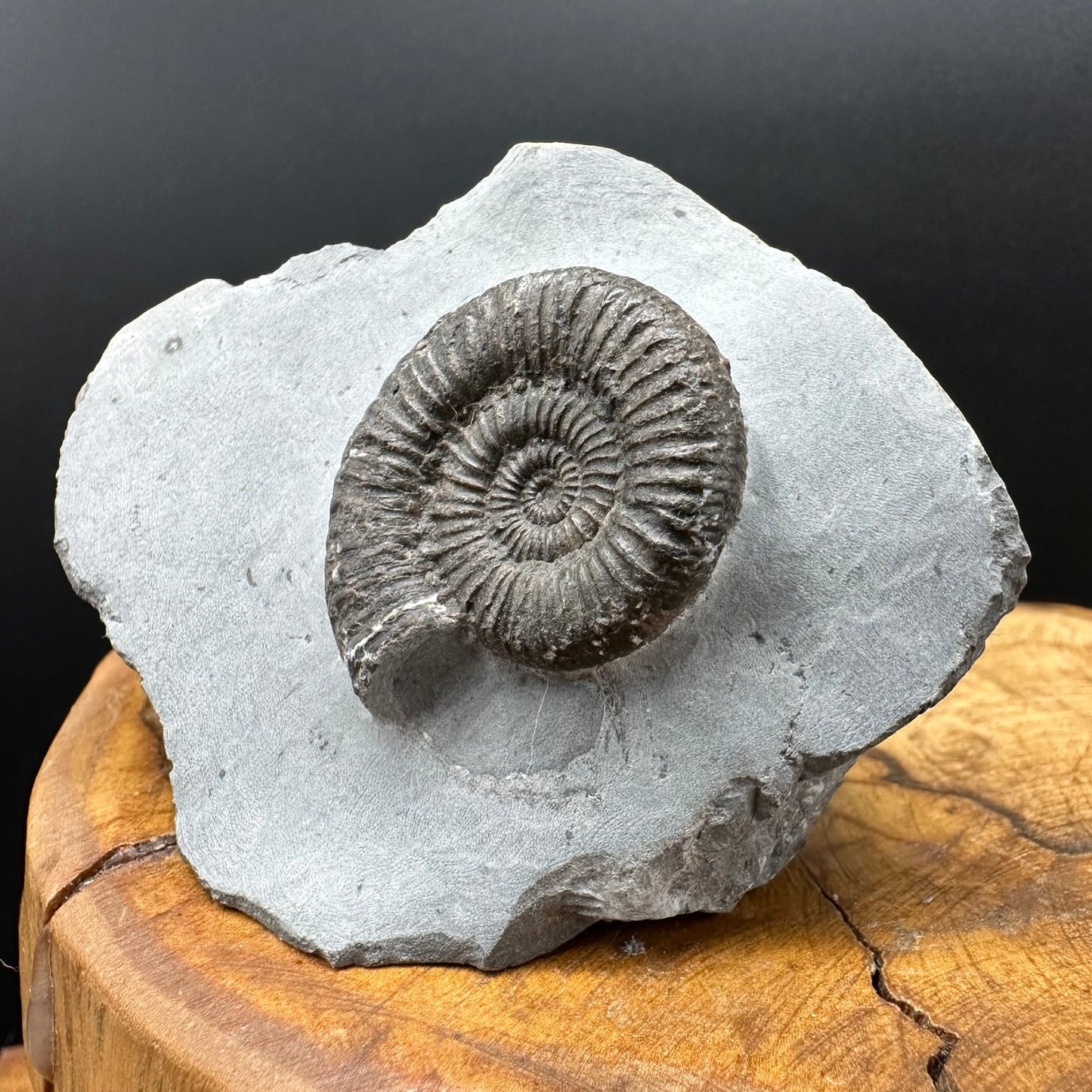Zugodactylites ammonite fossil with box and stand - Whitby, North Yorkshire Jurassic Coast, Yorkshire fossils
