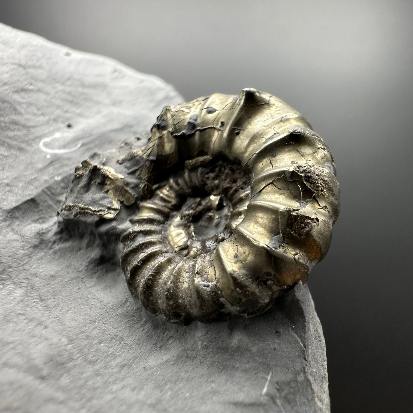 Golden Xipheroceras Ammonite shell fossil with box and stand - Whitby, North Yorkshire Jurassic Coast Yorkshire Fossils