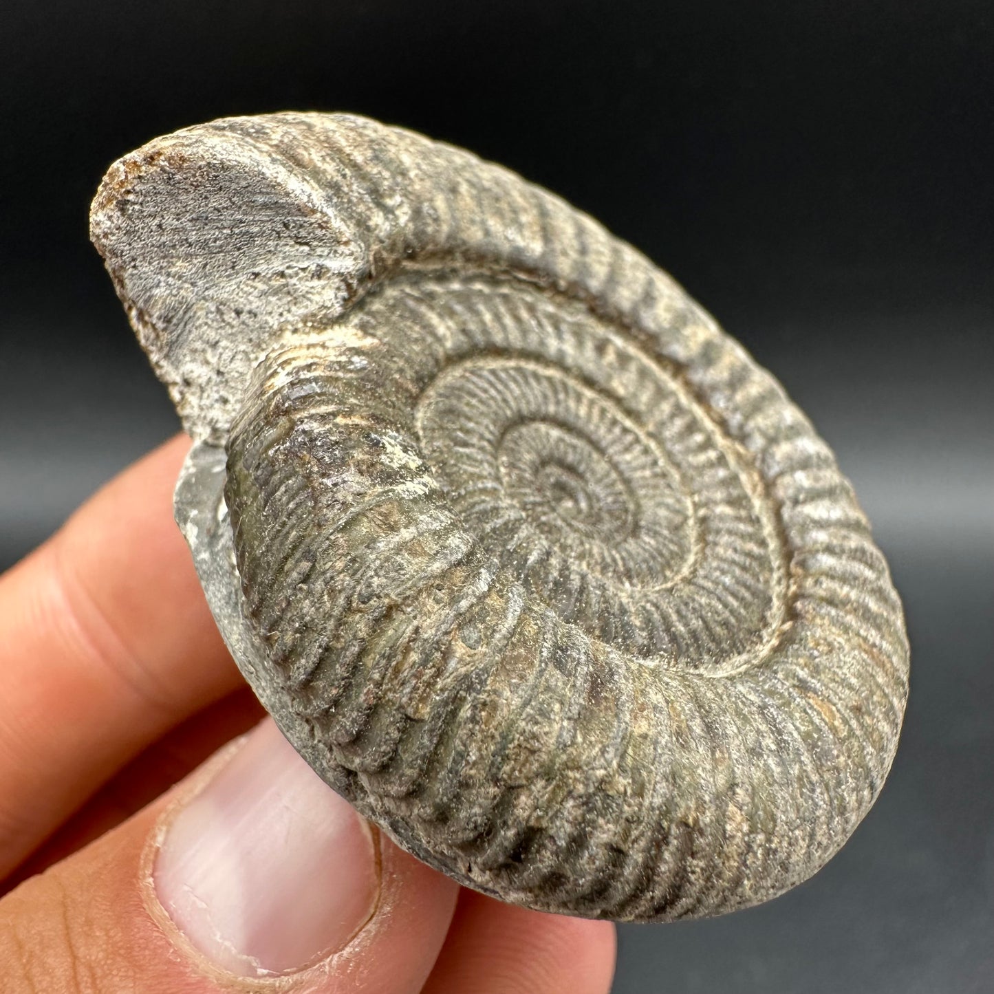 Dactylioceras Ammonite Fossil With Box And Stand - Whitby, North Yorkshire Jurassic Coast Yorkshire Fossils