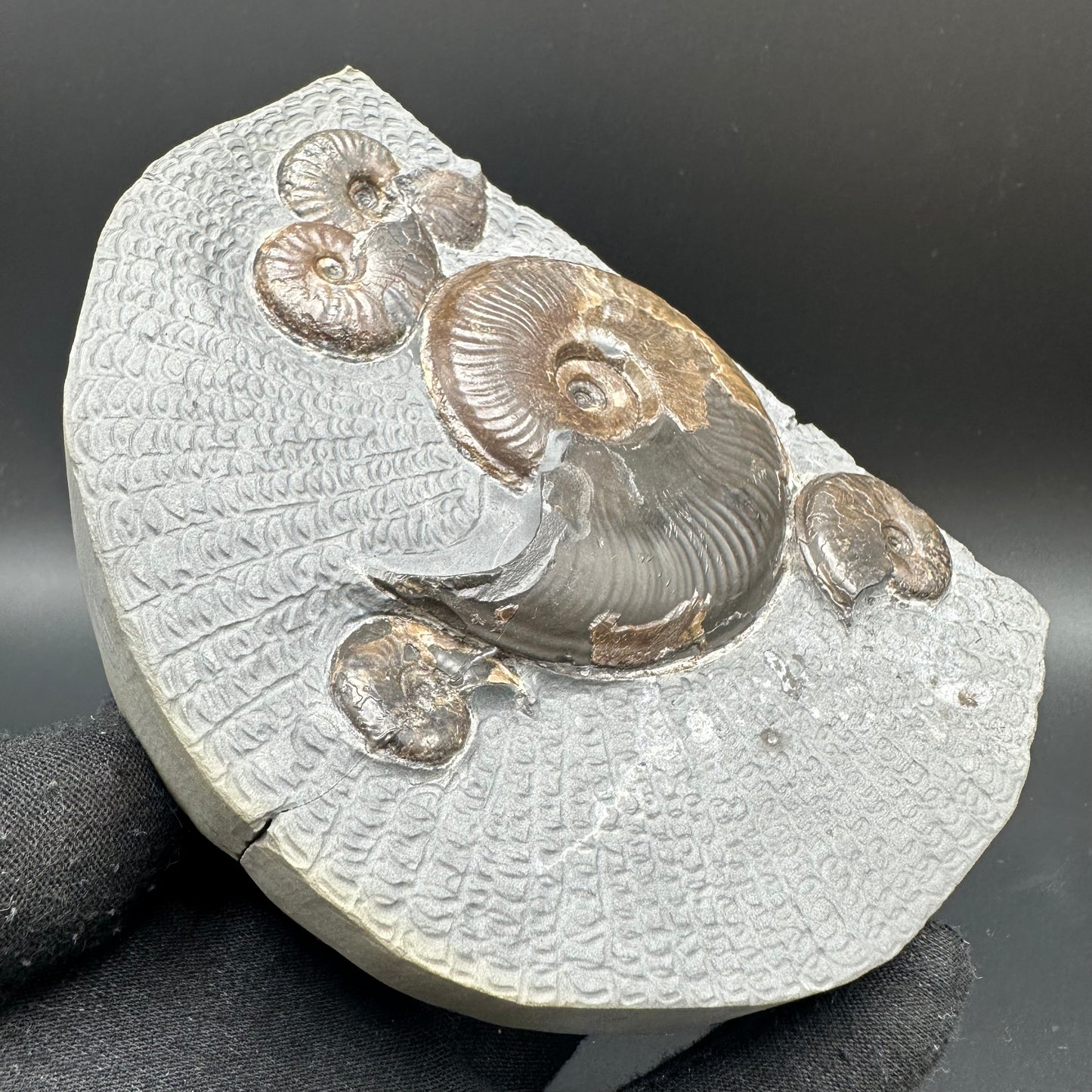 Eleganticeras Elegantulum ammonite fossil with stand - Whitby, North Yorkshire Jurassic Coast, Yorkshire Fossils