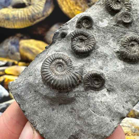 Gracile Multi-block ammonite fossil - Whitby, North Yorkshire Jurassic Coast
