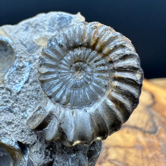 Androgynoceras capricornus Ammonite Fossil With Box And Stand - Whitby, North Yorkshire Jurassic Coast Yorkshire Fossils