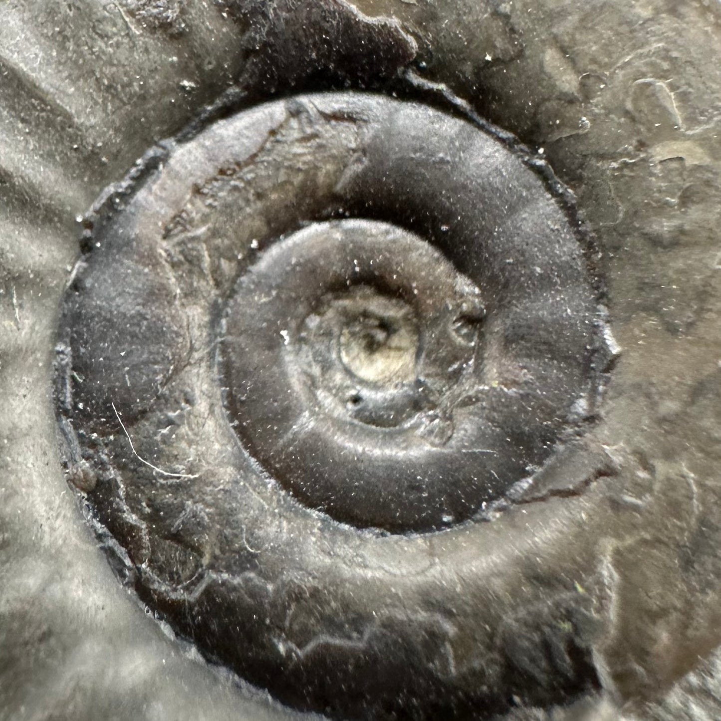 Arnioceras ammonite shell fossil with box and stand - Whitby, North Yorkshire Jurassic Coast Yorkshire Fossils