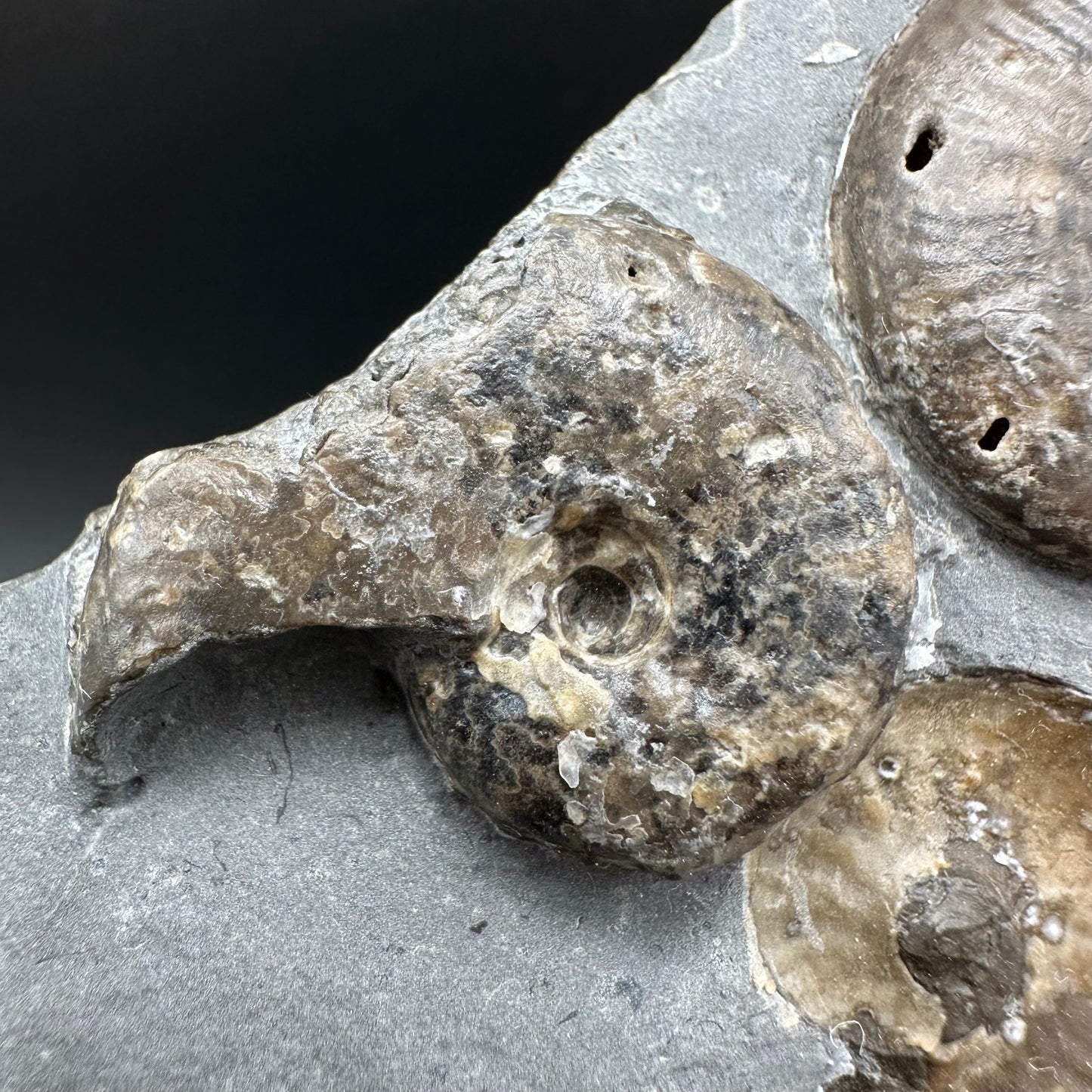 Eleganticeras Elegantulum ammonite with box and stand - Whitby, North Yorkshire Jurassic Coast, Yorkshire Fossils