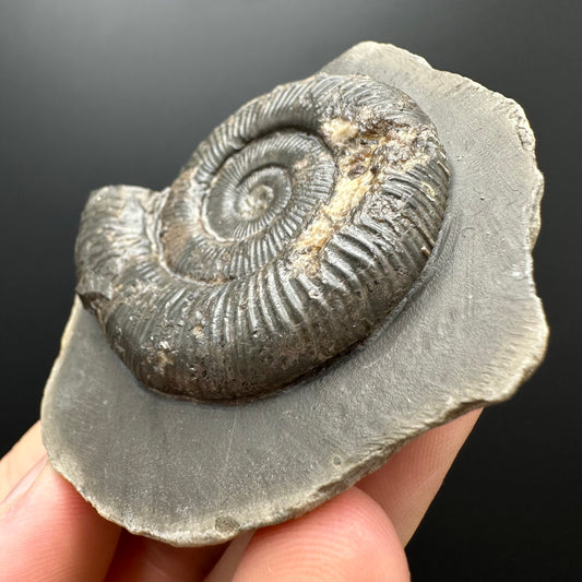 Dactylioceras Ammonite Fossil With box and Stand - Whitby, North Yorkshire Jurassic Coast Yorkshire Fossils