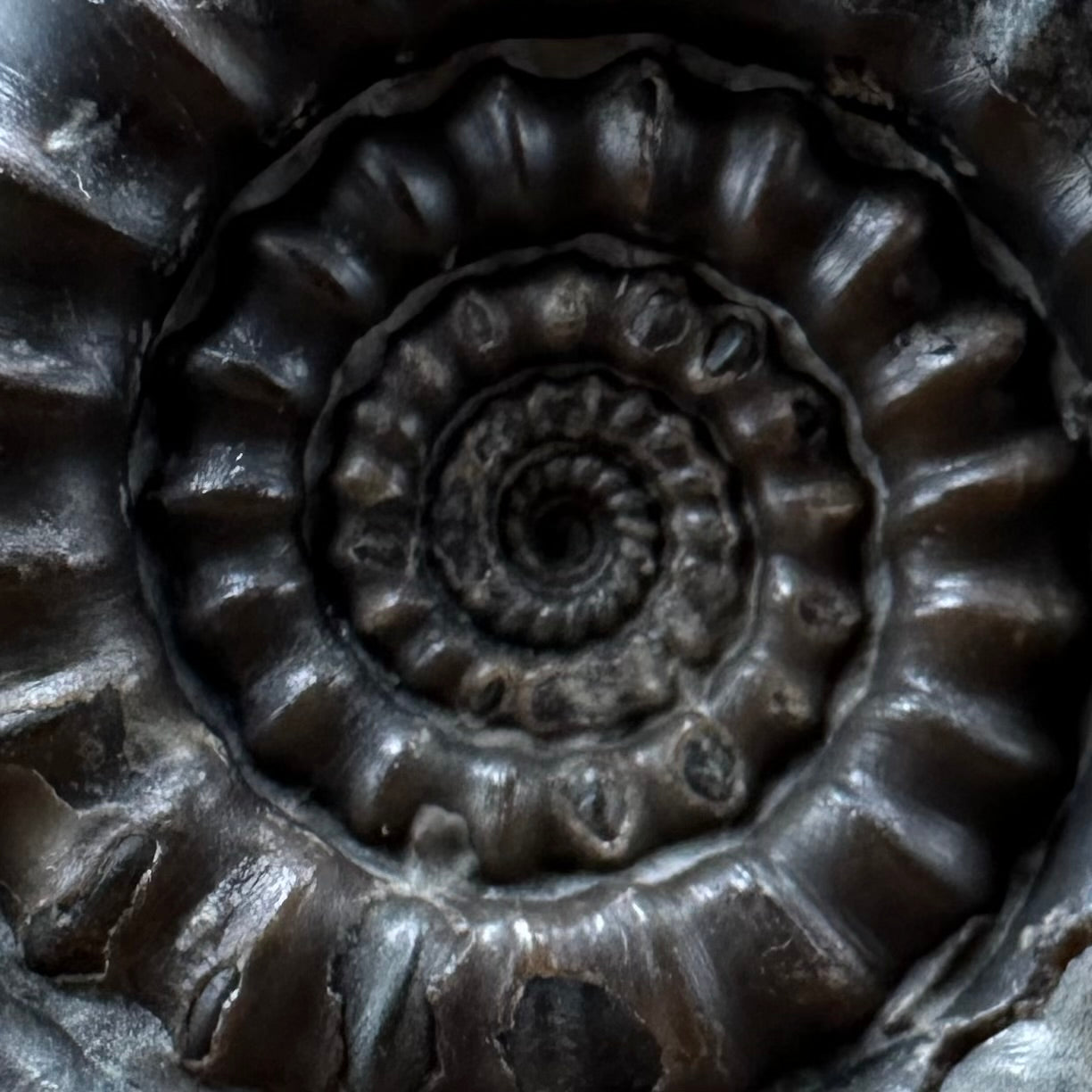 Gagaticeras Ammonite fossil with box and stand - Whitby, North Yorkshire Jurassic Coast Yorkshire Fossils