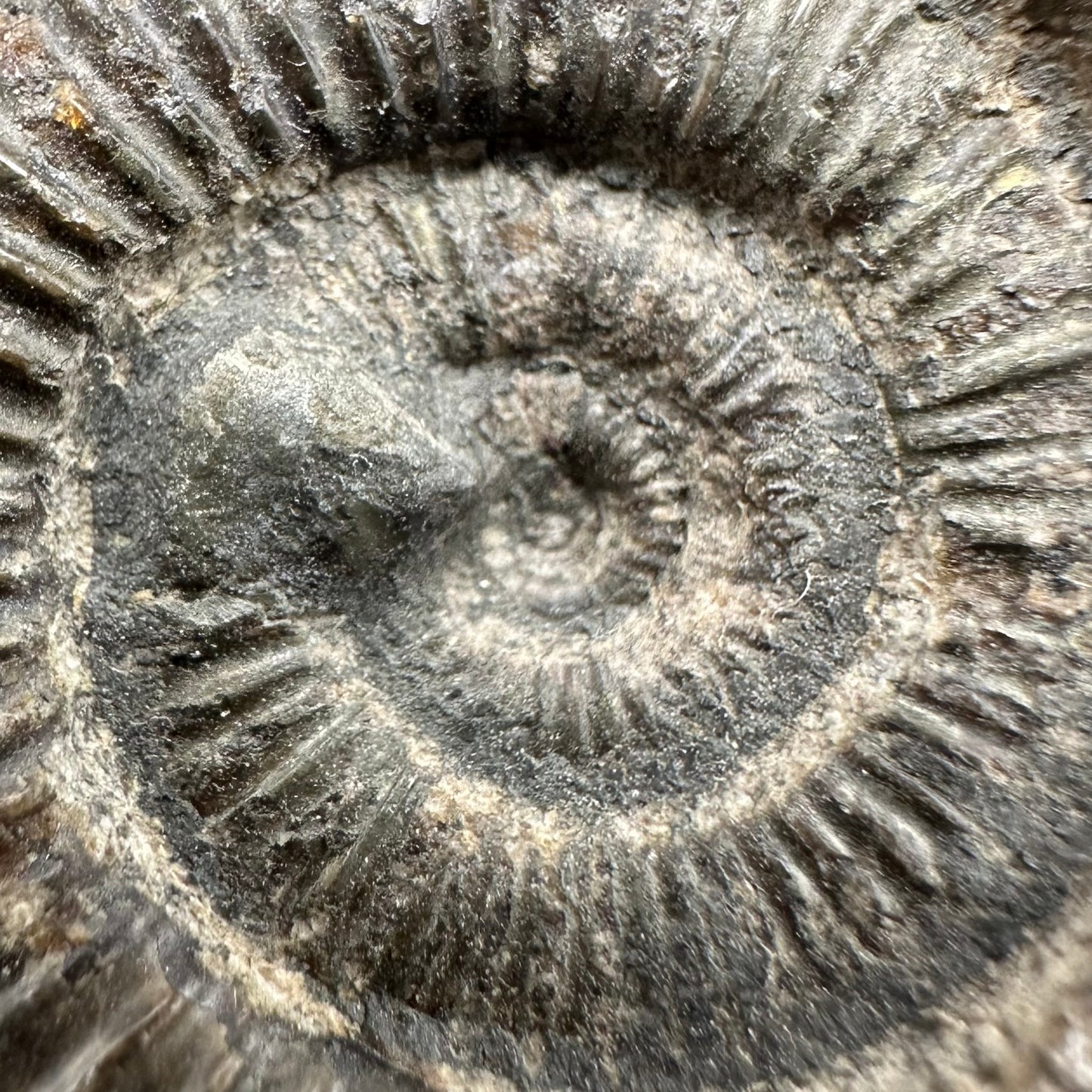 Dactylioceras Ammonite Fossil With Box And Stand - Whitby, North Yorkshire Jurassic Coast Yorkshire Fossils