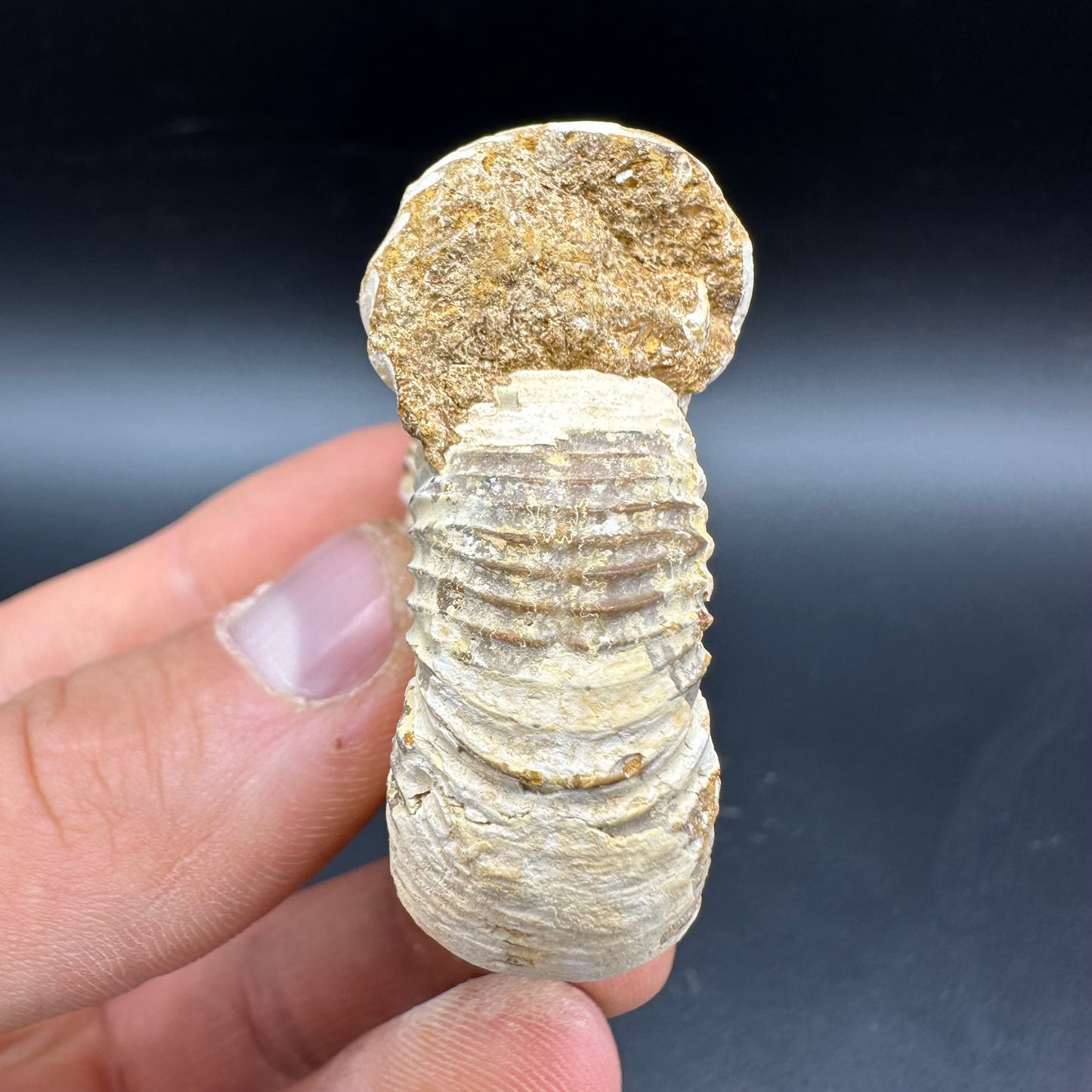 Dichotomosphinctes Ammonite Fossil With Box And Stand - Middle Jurassic Ammonite Madagascar
