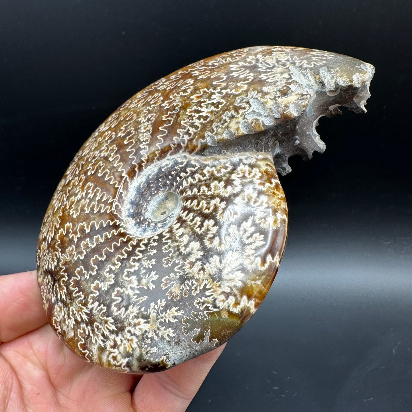 Cleoniceras Ammonite Fossil With Box And Stand - Cretaceous Ammonite Madagascar