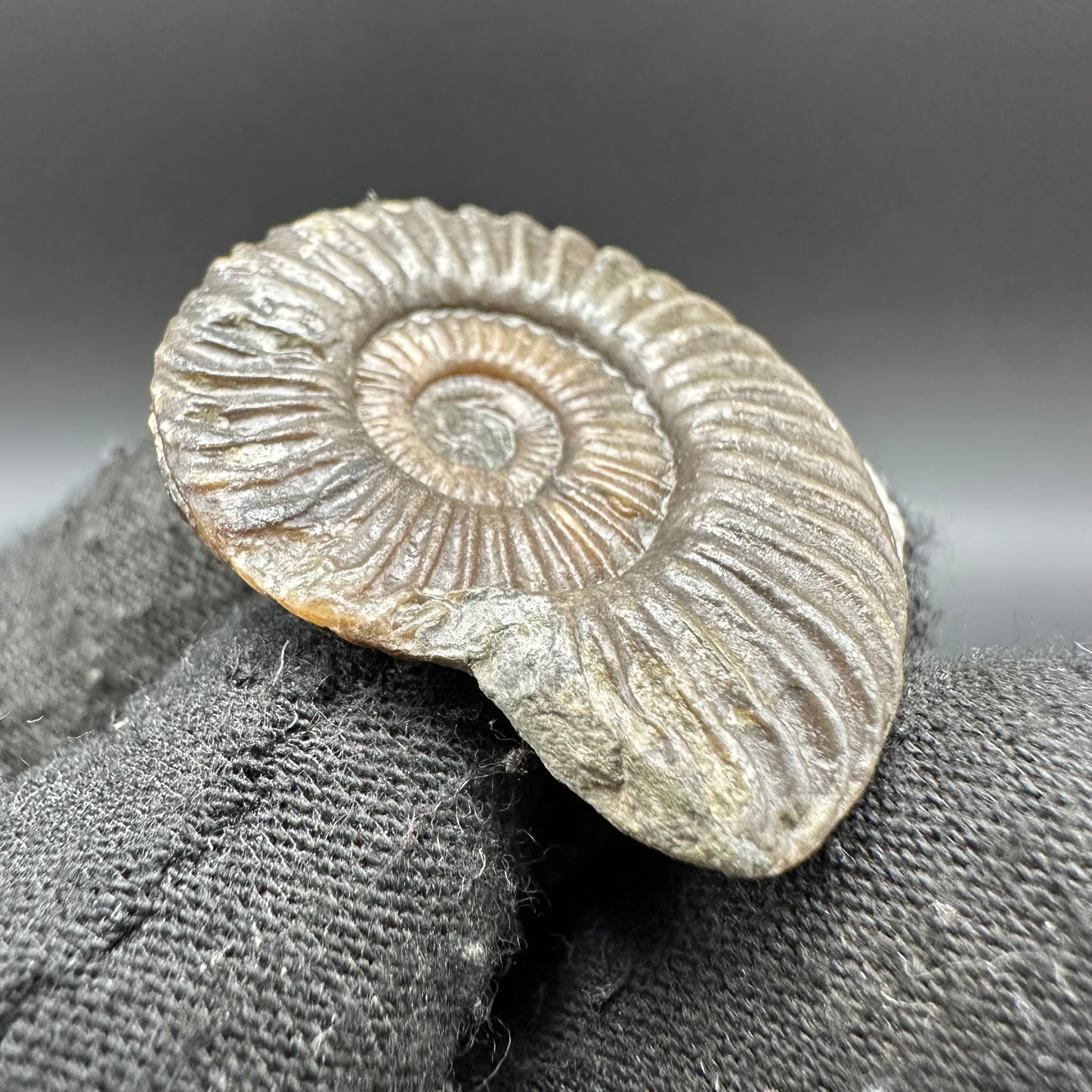 Schlothemia sp. ammonite fossil with box and stand - Whitby, North Yorkshire Jurassic Coast, Yorkshire fossils