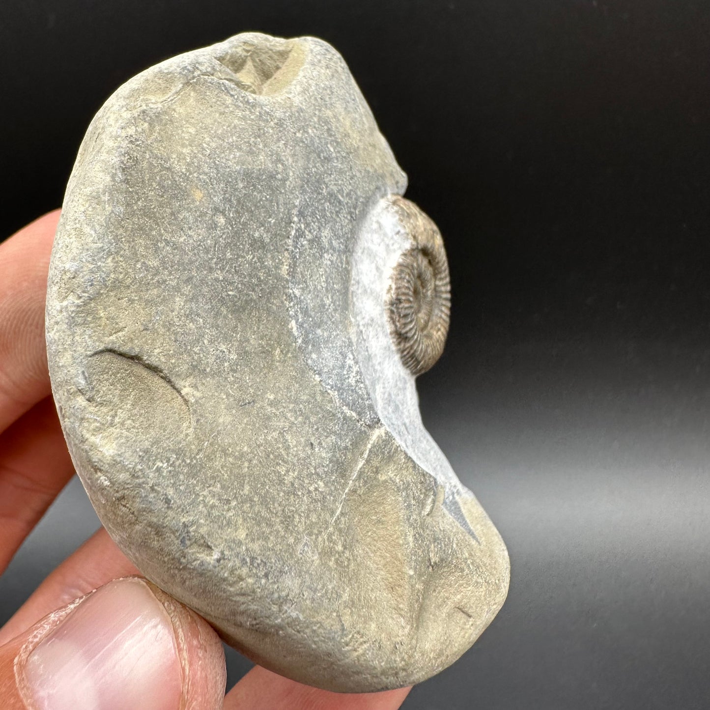 Dactylioceras Ammonite Fossil With Box And Stand - Whitby, North Yorkshire Jurassic Coast Yorkshire Fossils